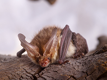 Georgia Bat Facts
