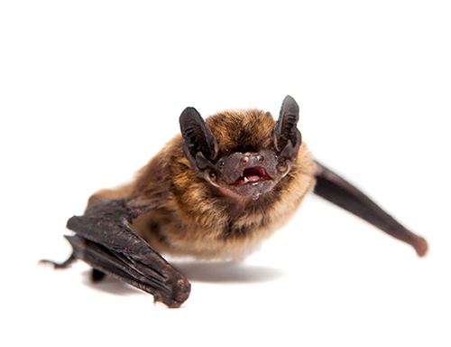 Atlanta commercial bat control