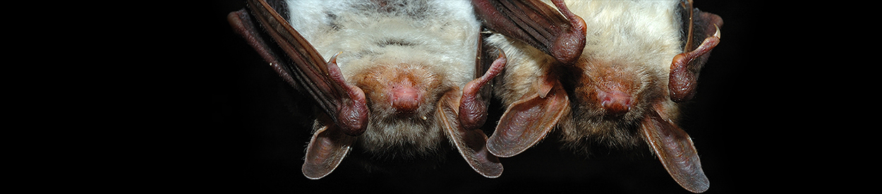 va bat removal services